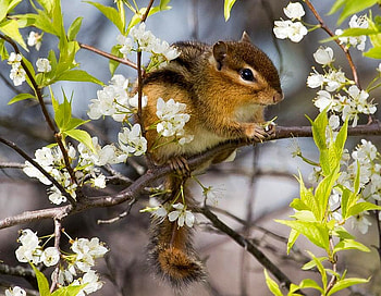 Squirrel in Flowers, beautiful HD wallpaper