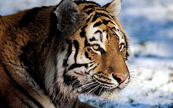Animals, Snow, Predator, Big Cat, Tiger, Watch, To Watch HD wallpaper