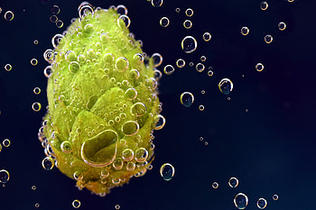 Drops, Macro, Close-Up, Hop HD wallpaper