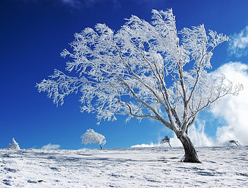 winter, paradise, nature, tree, beauty HD wallpaper