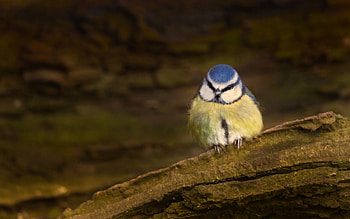 Pretty, tit, blue, bird HD wallpaper