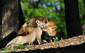 Animals, Trees, Grass, Fox, Young, Couple, Pair, Joey HD wallpaper