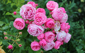 Roses, rose, pink, green, flower HD wallpaper