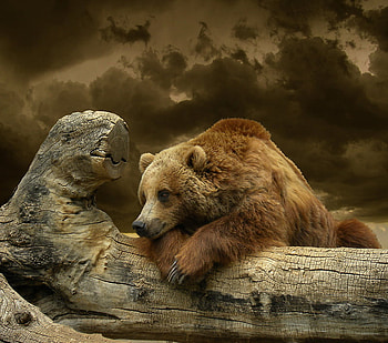 Brother Bear, bears, panda bears, animals, polar bears, nature HD wallpaper