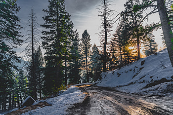 Snow, winter, trees, dirt road HD wallpaper