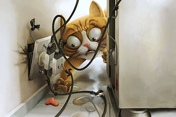 Funny, Animals, Cats HD wallpaper
