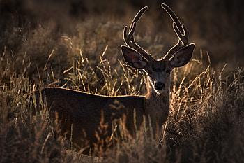 Animals, Animal, Ears, Deer, Horns HD wallpaper