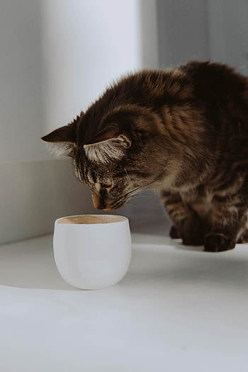 Animals, Cat, Cup, Pet, Grey, Animal HD phone wallpaper