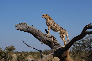 Majestic cheetah on a tree trunk overlooking the savannah, South Africa. HD wallpaper