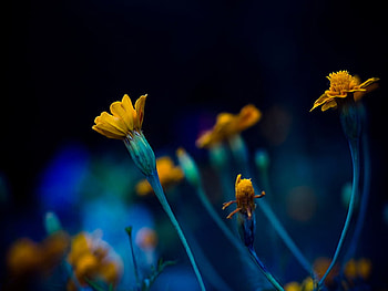 Flowers, nature HD wallpaper