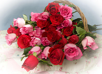 Flowers, Roses, Lot, Basket HD wallpaper