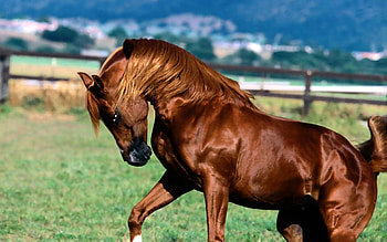 Animals, Grass, Brown, Mane, Horse HD wallpaper