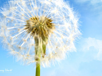 Dandelion, clouds, sky, stem, 3d HD wallpaper