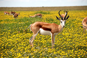Springboks standing in a vibrant meadow with yellow blooms, showcasing wildlife and nature. HD wallpaper