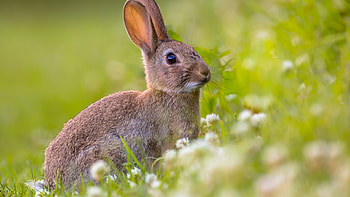 Light Brown White Rabbit Is Standing In White Flowers Green Grass Field In Blur Green Background Rabbit HD wallpaper