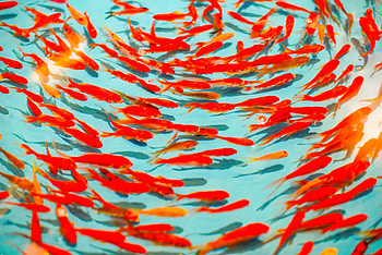 Animals, Water, To Swim, Swim, Fish HD wallpaper
