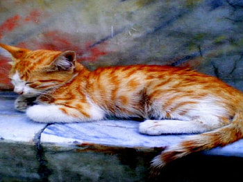 come pisi pisi, come, kitty HD wallpaper