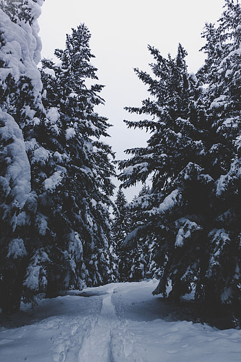 Winter, Nature, Trees, Snow, Forest, Path, Snow Covered, Snowbound HD phone wallpaper