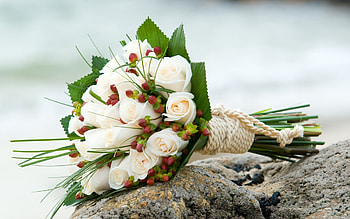 Plants, Flowers, Bouquets HD wallpaper