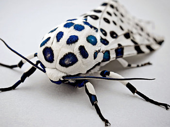 *** Strange Butterfly ***, butterflies, white, black, animals HD wallpaper