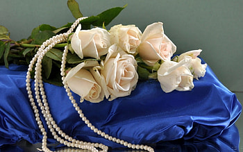 white roses, still life, white, flowers, roses HD wallpaper