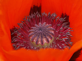 Macro, Petals, Poppy HD wallpaper