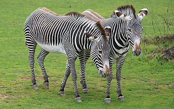 Zebras, grass, Africa, animals HD wallpaper