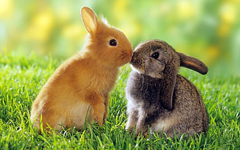 Cute bunny, Windows , Bunny cuteness HD wallpaper