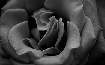 Macro, Rose Flower, Rose, Petals, Close-Up, Bw, Chb HD wallpaper