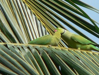 Romancing Ringnecked Parrots, ringneck parrots, palm tree HD wallpaper