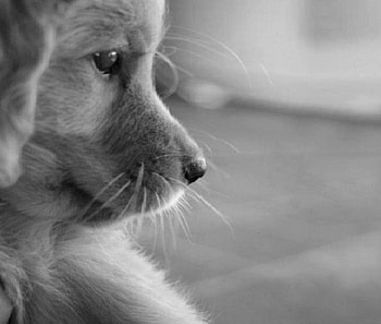 Cute and sad, dog, , cute sad HD wallpaper