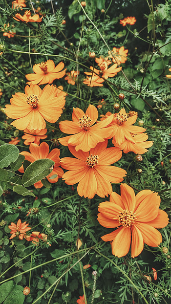 Flowers, Glade, Polyana, Kosmeya, Cosmos HD phone wallpaper