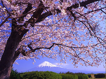 Blossom tree, forests, nature HD wallpaper