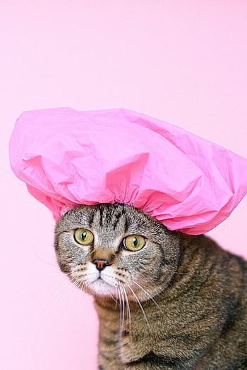 Adorable Scottish Fold cat wearing a pink shower cap, offering a cute and quirky portrait on a pink background. HD phone wallpaper
