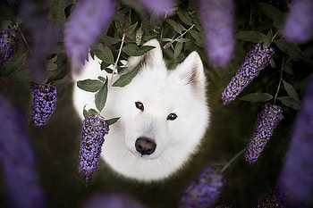 samoyed HD wallpaper