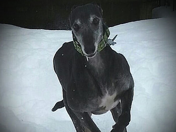 Jet's Name Fits!, winter, graphy, greyhound, pets, dogs HD wallpaper