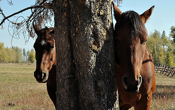 Animals, Horses, Wood, Couple, Pair, Tree, Head HD wallpaper