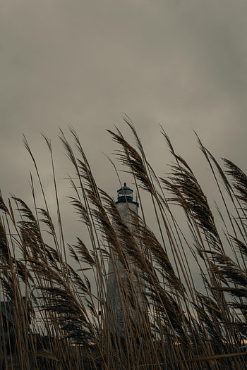 Nature, Grass, Building, Lighthouse, Cane, Reed HD phone wallpaper