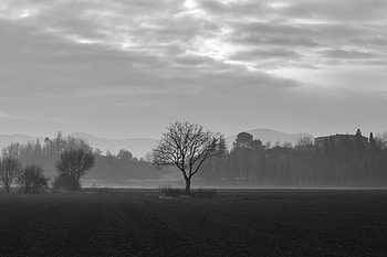 Nature, Wood, Tree, Fog, Field, Bw, Chb HD wallpaper