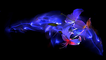 Love Are Happiness, blue, abstract, flower, love, caring, romances, tulips, beauty HD wallpaper