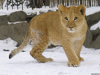 Animals, Winter, Lions HD wallpaper