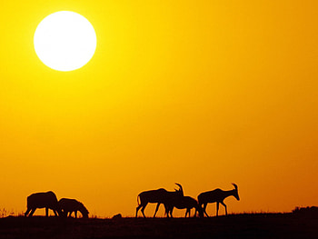 At Golden Dawn, golden, go home, field, sunset HD wallpaper