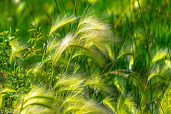 Nature, Grass, Field, Ears, Spikes HD wallpaper