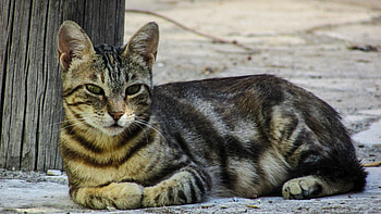 Animals, Cat, Lies, Striped HD wallpaper