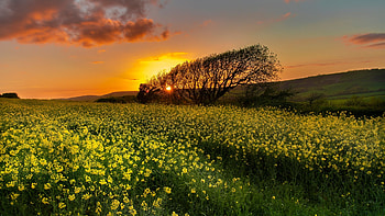 Rape field at Dorset, England, sunset, blossoms, trees, colors, flowers, sky HD wallpaper