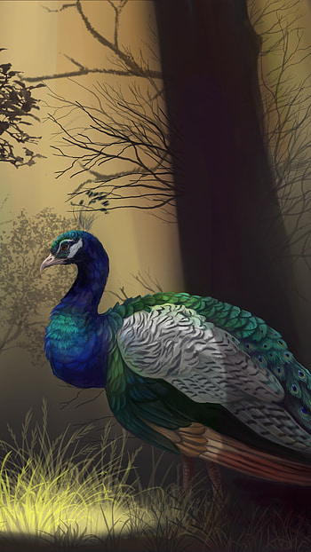 Peacock Feather, Peacock Bird, Painting HD phone wallpaper