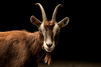 The Thuringian, Goats HD wallpaper