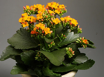 Flowers, Flowering, Room, Blooming, Pot, Kalanchoe HD wallpaper