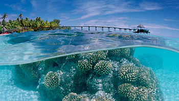 Great Barrier Reef, Reef HD wallpaper