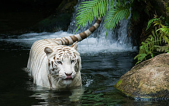 White Tiger, falls, wild, tiger, water HD wallpaper